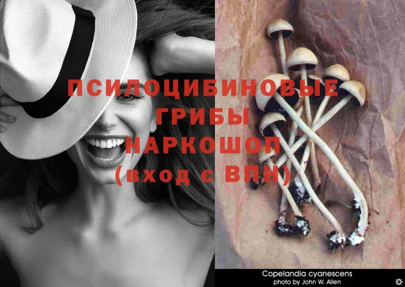 Псилоцибиновые грибы Psilocybe  площадка формула  Великий Устюг 